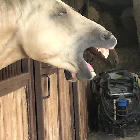 Boeren Biezen Bed Landelijk Villa Exteriör bild