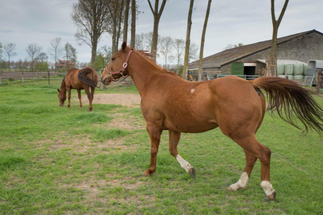 Boeren Biezen Bed Landelijk Villa Exteriör bild