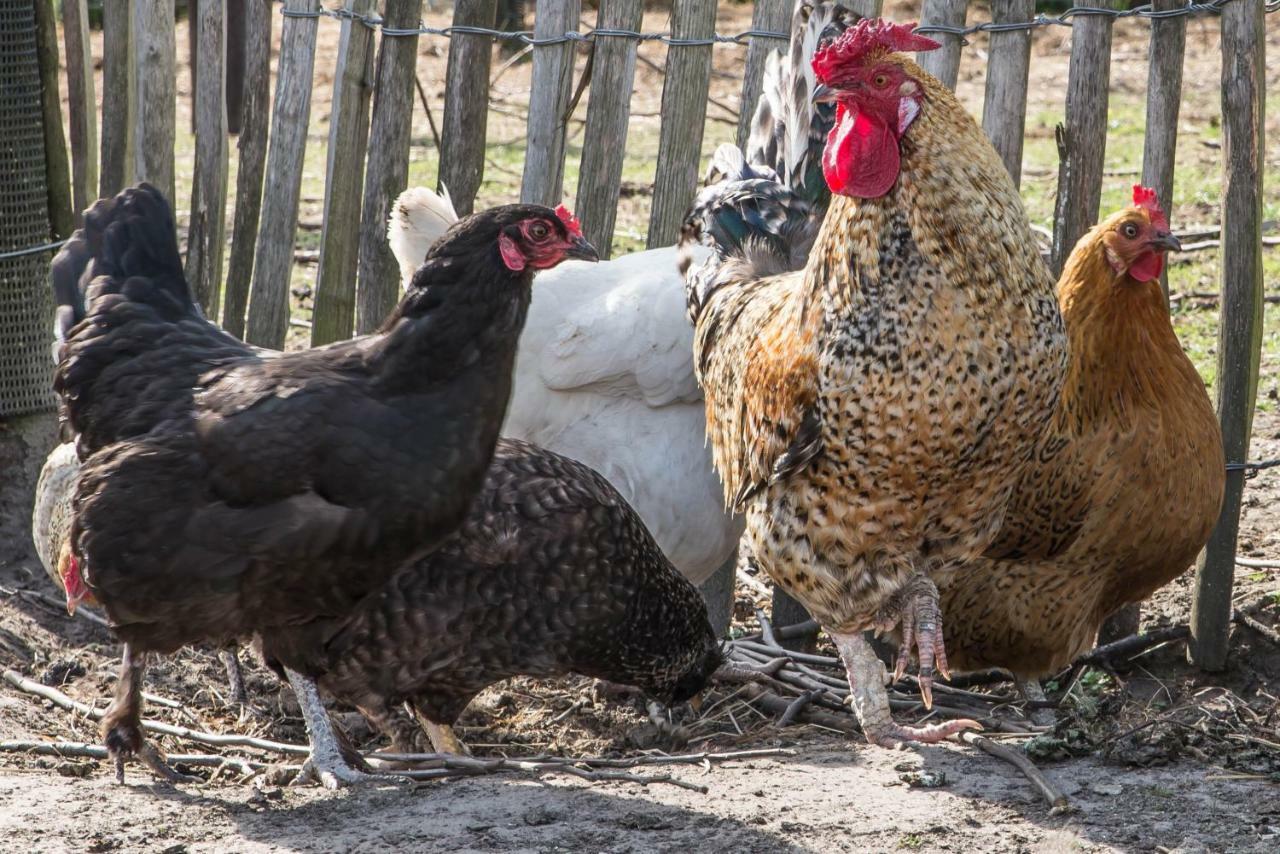 Boeren Biezen Bed Landelijk Villa Exteriör bild